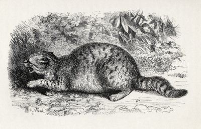 Cat Savage and Prepared to Fight, from Charles Darwin